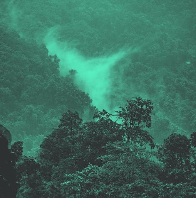 Reflecta.Network: Landing-Page-Inspektion für den Regenwald