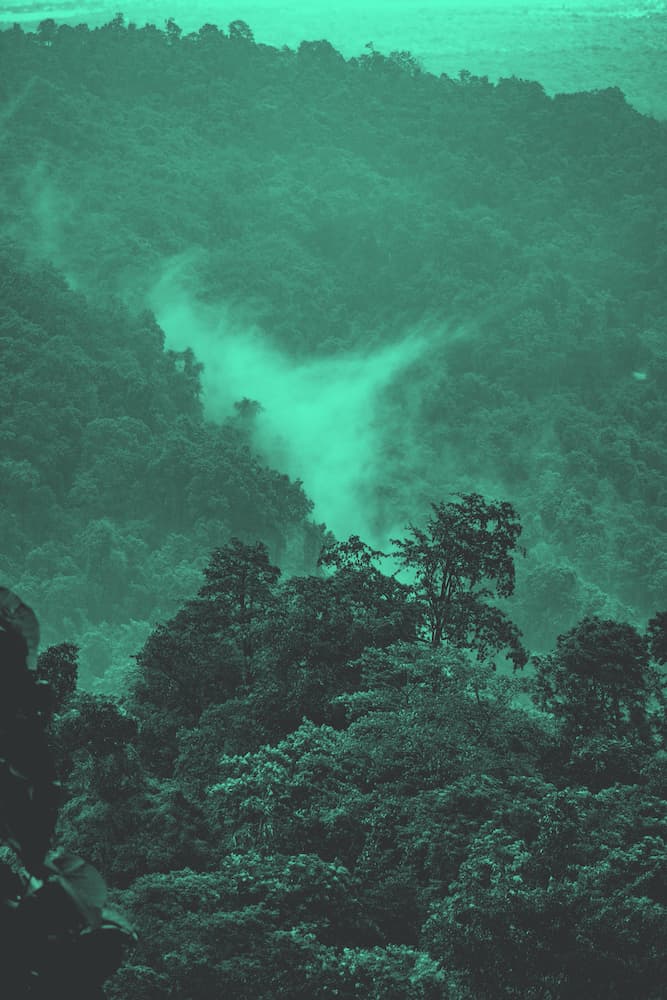 rainforest Ein Bild vom Regenwald