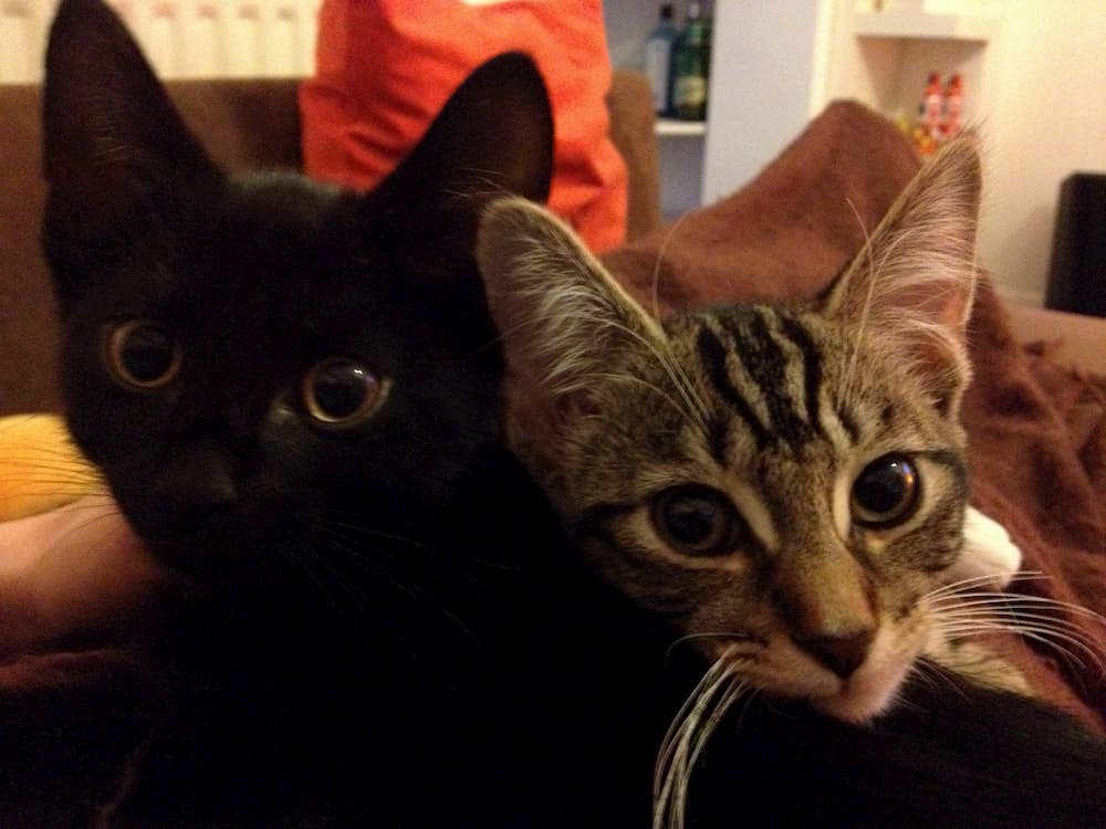 Black kitten Mungojerrie on the left, cuddled by grey tabby kitten Rumpleteazer on the right