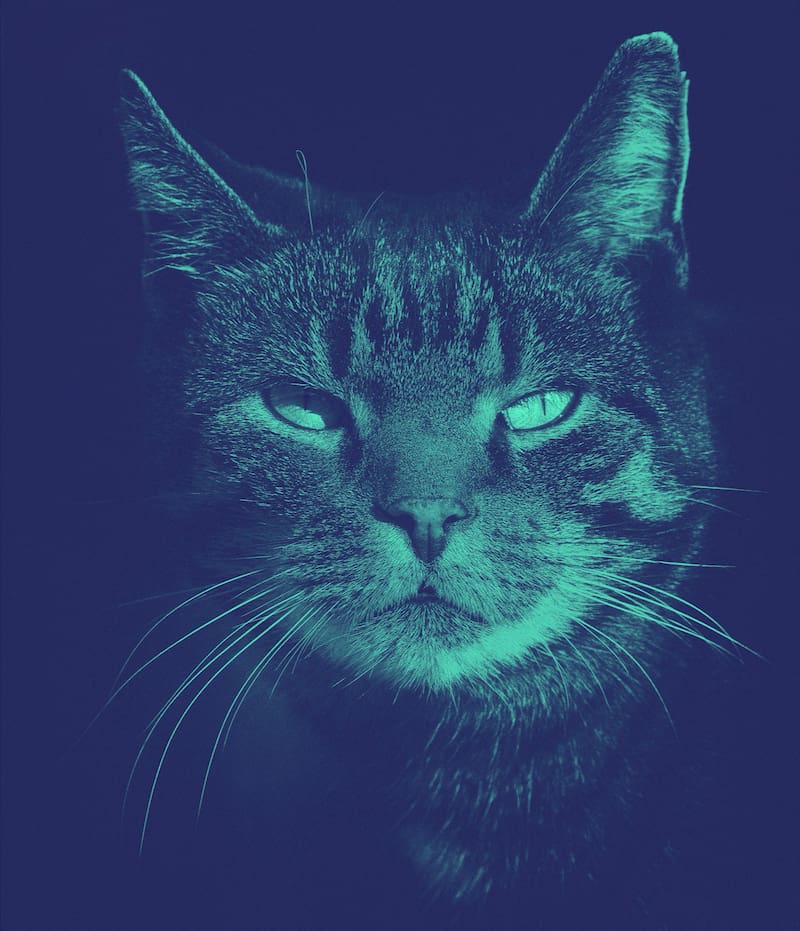 brand-personality-in-the-face-of-complaints-from-scratch-communications Picture of a tabby cat