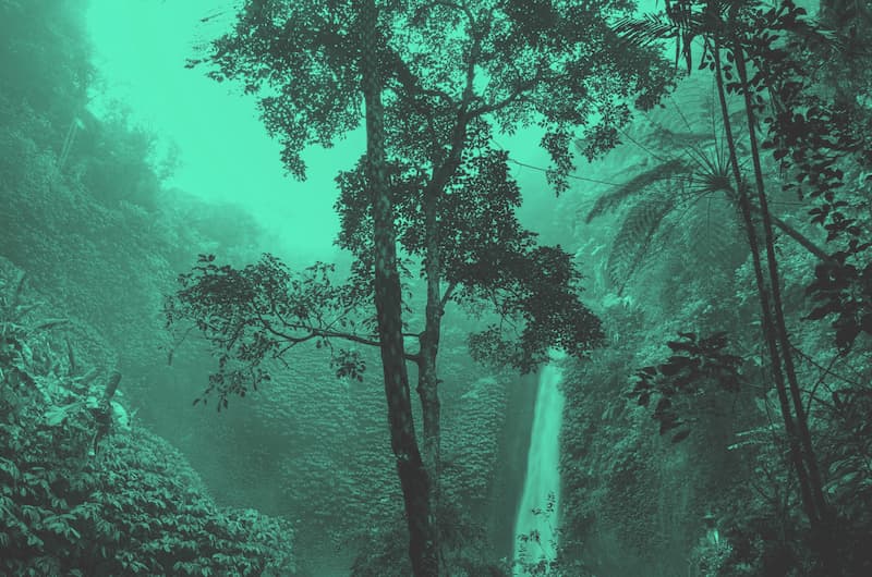 from-scratch.communications_rainforest-web-audit_little-green-space image showing the rainforest — a big tree in the foreground, a waterfall in the background