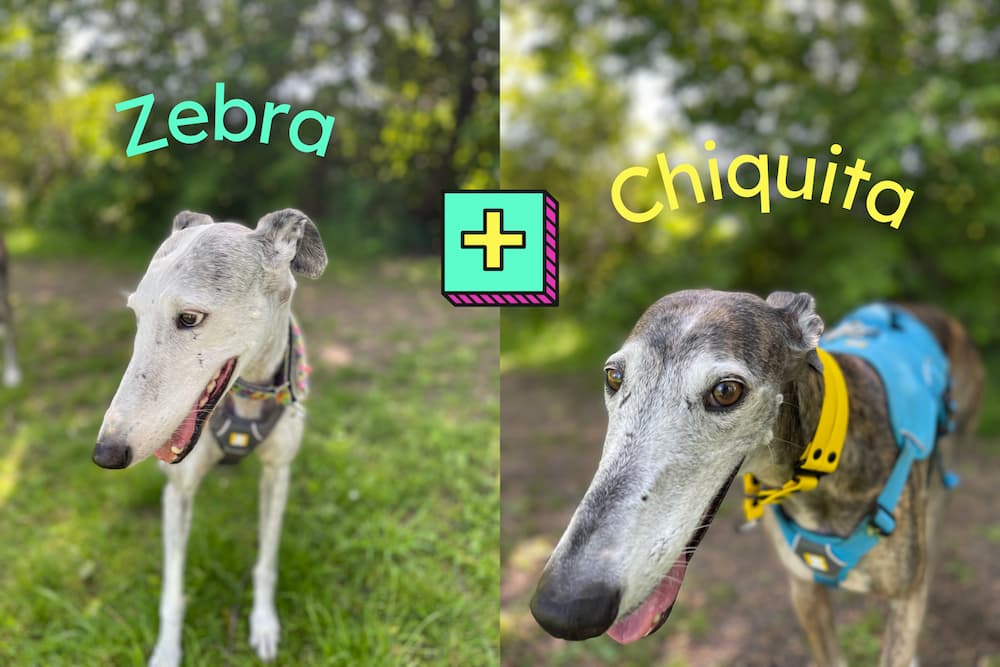 2 Spanish Greyhounds: Zebra (white and grey) and Chiquita (brown and white)