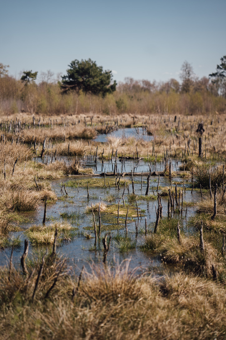Ein Moor in seiner natürlichen Schönheit. Im Vordergrund ist es flach und mit braunem Gras bewachsen. Das Wasser steht hoch und der blaue Himmel spiegelt sich darin. Im Hintergrund wachsen höhere Pflanzen und Bäume.