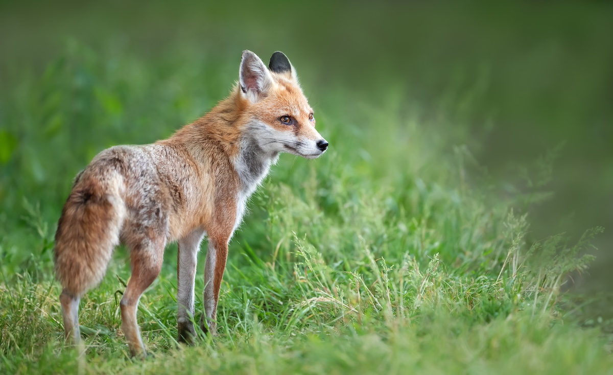 A red fox cub standing in a meadow.