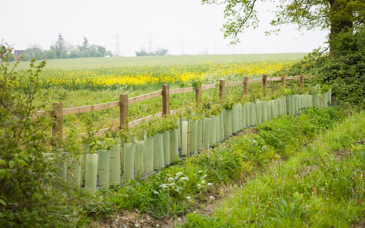 Hedgerow restoration: A new hedge is planted in rural Buckinghamshire countryside.