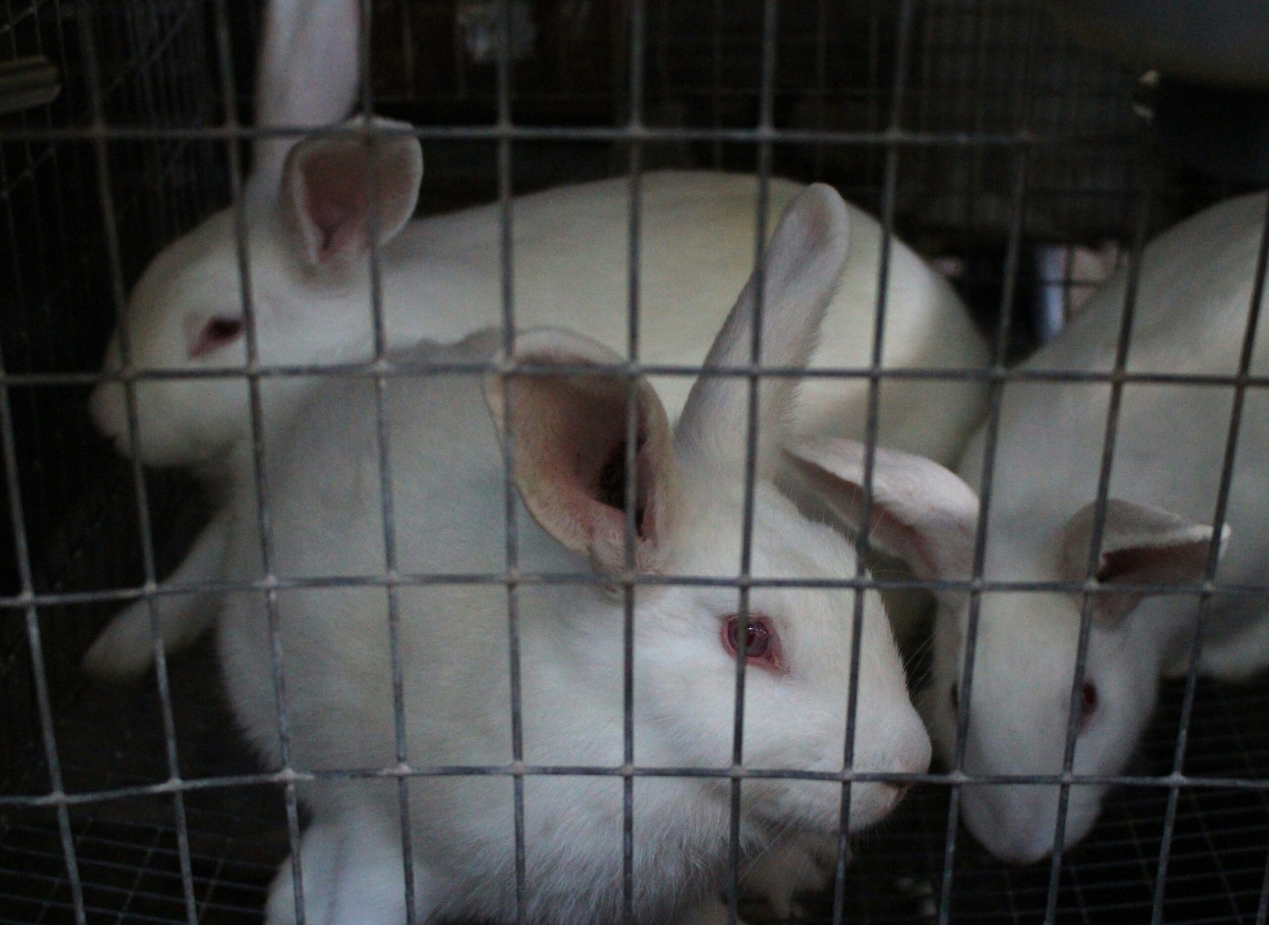 Three white rabbits in a tiny cage