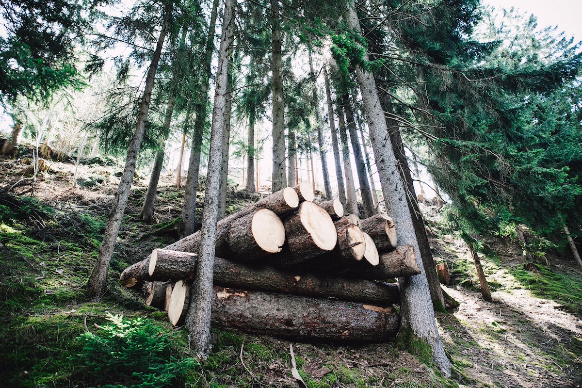 Cut down trees in the forest